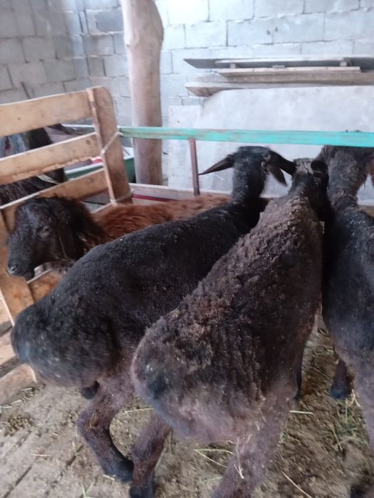 Қошқарлар сатылады.