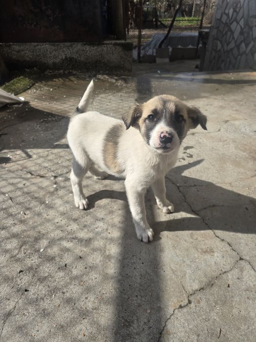 Бебе Кученце  2м