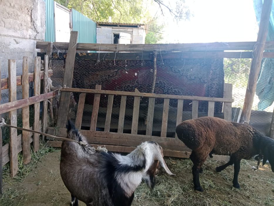 Продам скот срочно