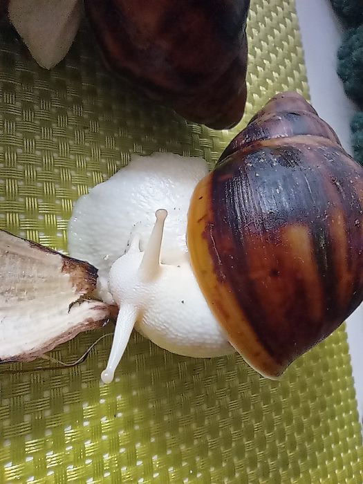 Улитки. Архахатина овум(альбиносы)