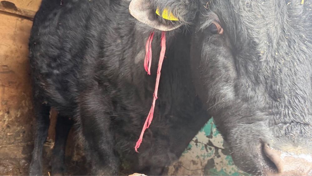 Продам быка на откорме