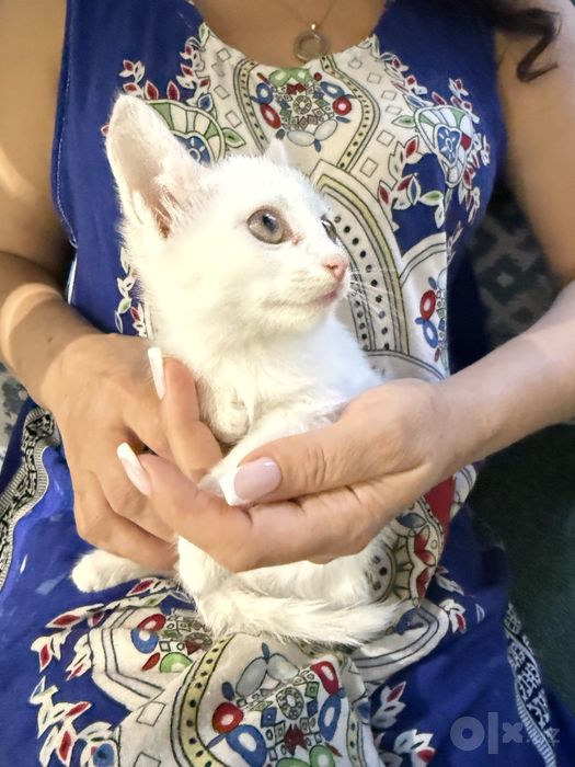 Отдается в добрые руки котята