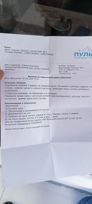 Котёнок только ответственным людям