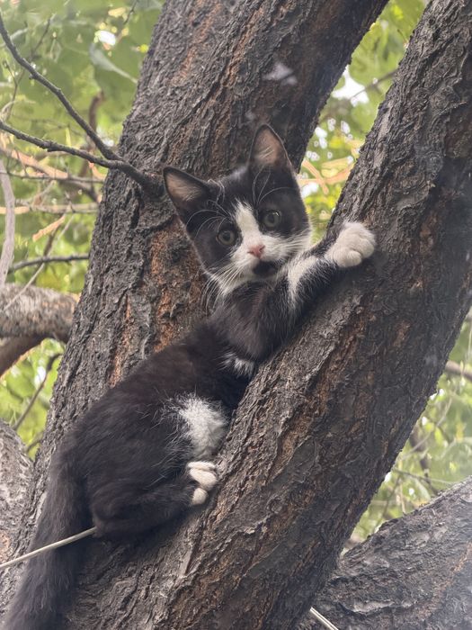 Отдам котенка мальчика 3 месяца
