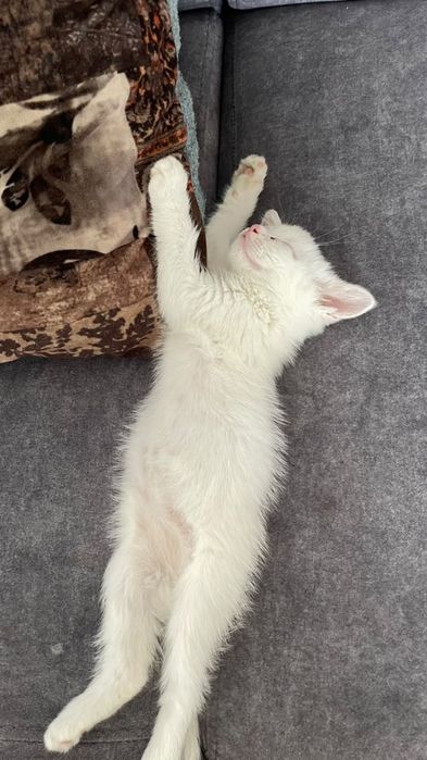 Котик. 2 месяца. Приучинный к лотке.