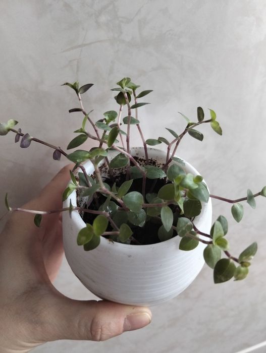 Каллизия розовая, 500 т .