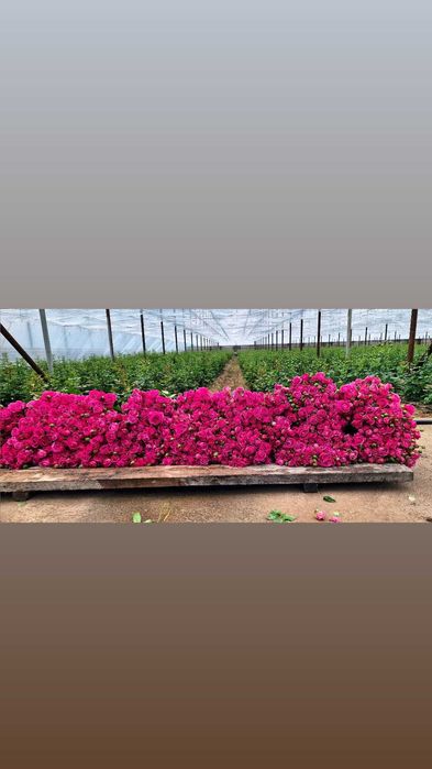 Optom gullar – Misty Bubbles