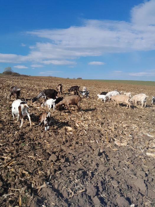 Vând Capre și iezi