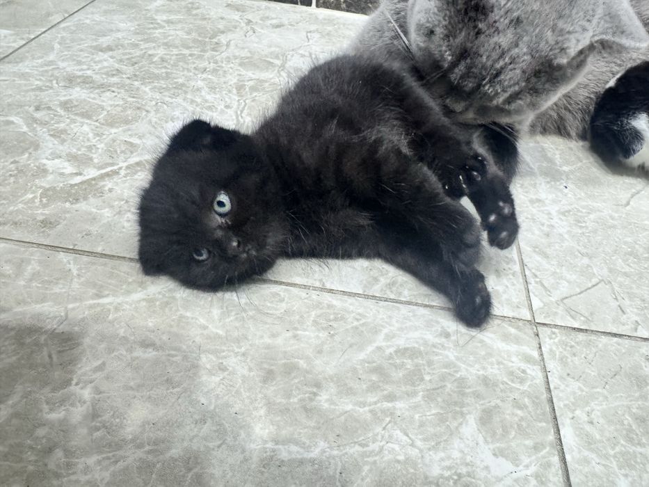 Продам котят шотландские