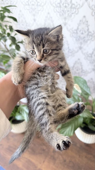Кошка отдам в хорошие руки