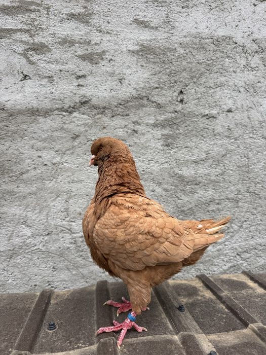 Vand sau schimb  King serie noua exemplare deosebite