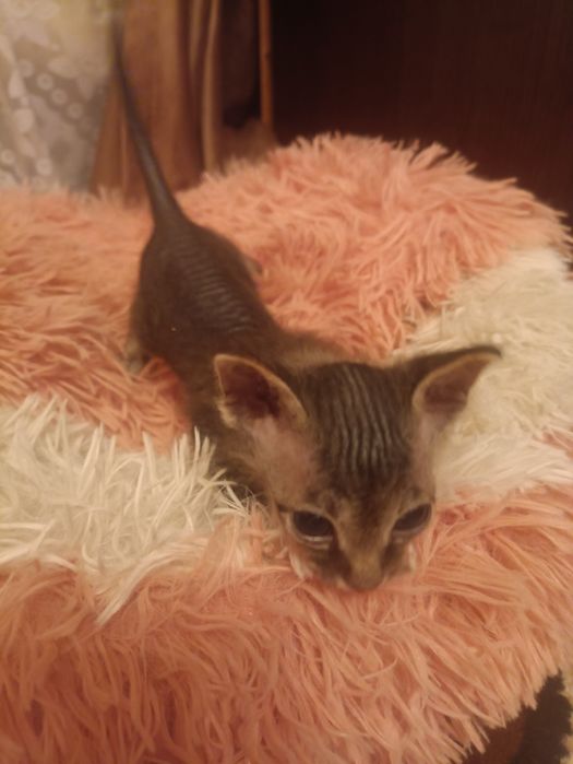 Продам котят донского сфинкса