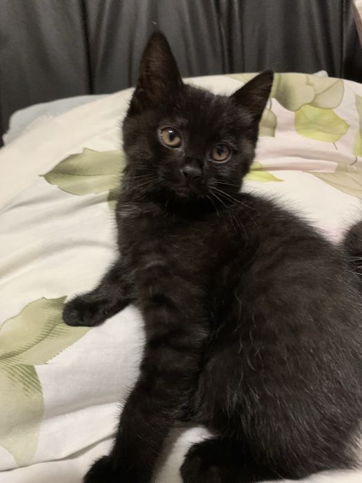 Отдаю корят в добрые руки!!!