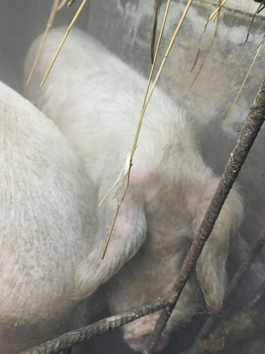 Кабан производитель