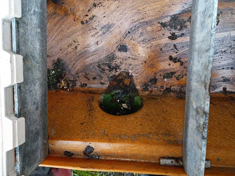 Повдигнат бокс свине майки лактиращи/млекарски/ - раждане и бозайници.