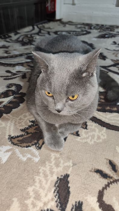 Skotsh Fold
YOSHSKOTSH FOLDI: 1 yosh
Aqlli pokiza latokni biladi