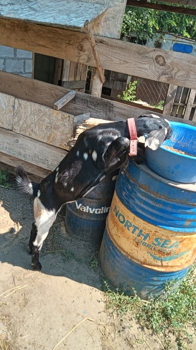 Продам. Шустрая.