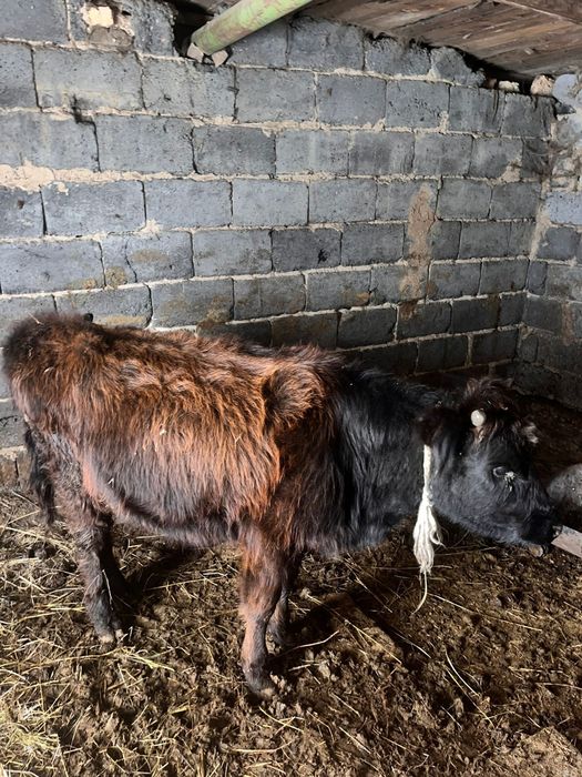 Продаю коровы  пи