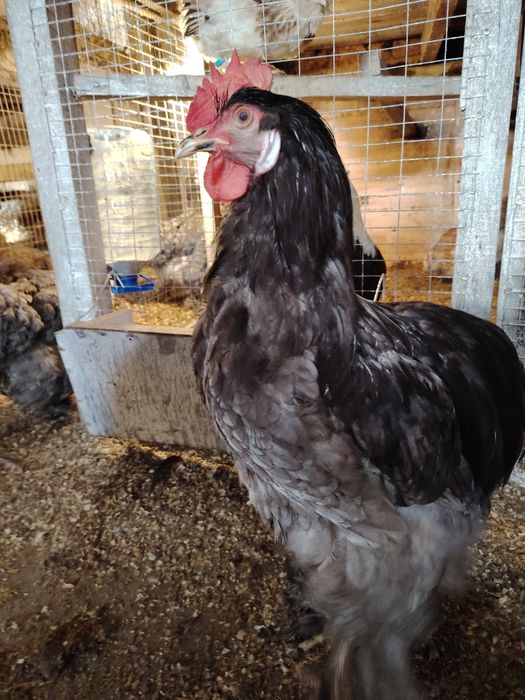 Инкубационное яйцо. Кохинтин