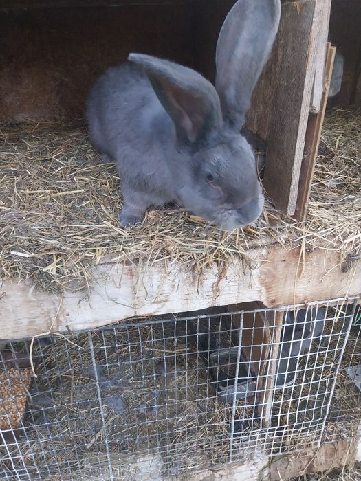 Vând iepuri uriaș albastru