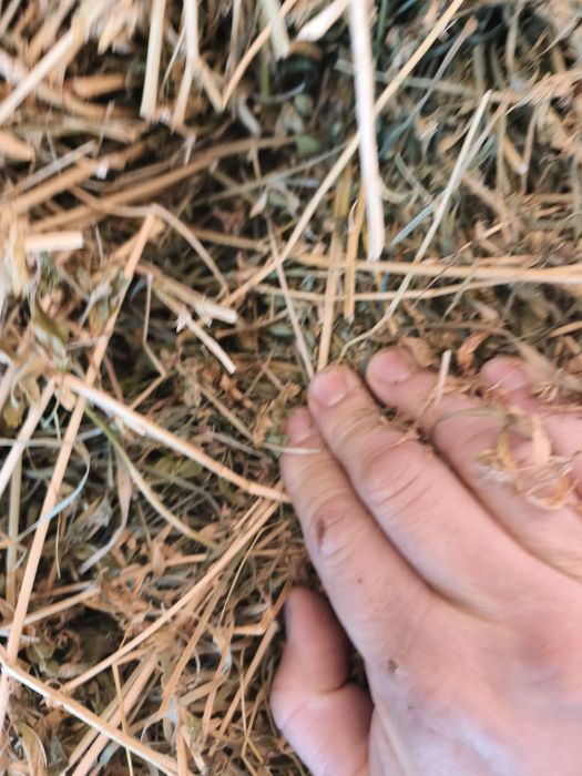 Vând baloți de fân și lucernă