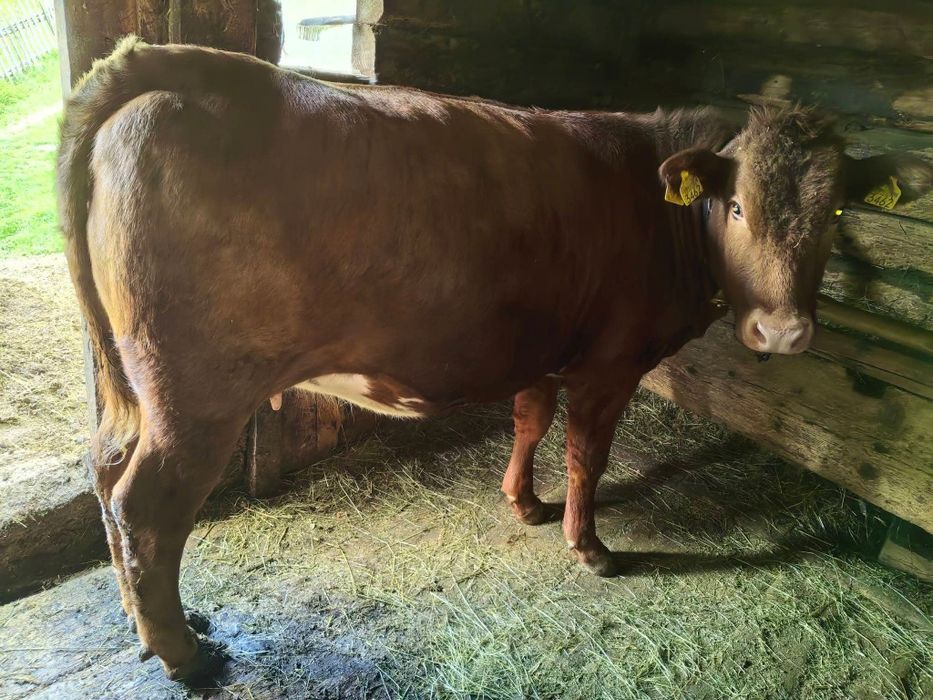 De vânzare jurincă angus gestantă în  7 luni