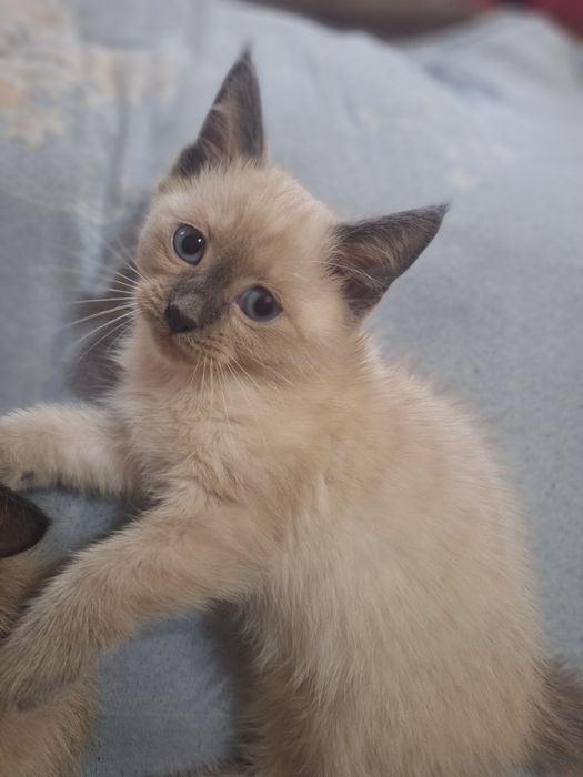 Сиямиский мушукчалар сотилади