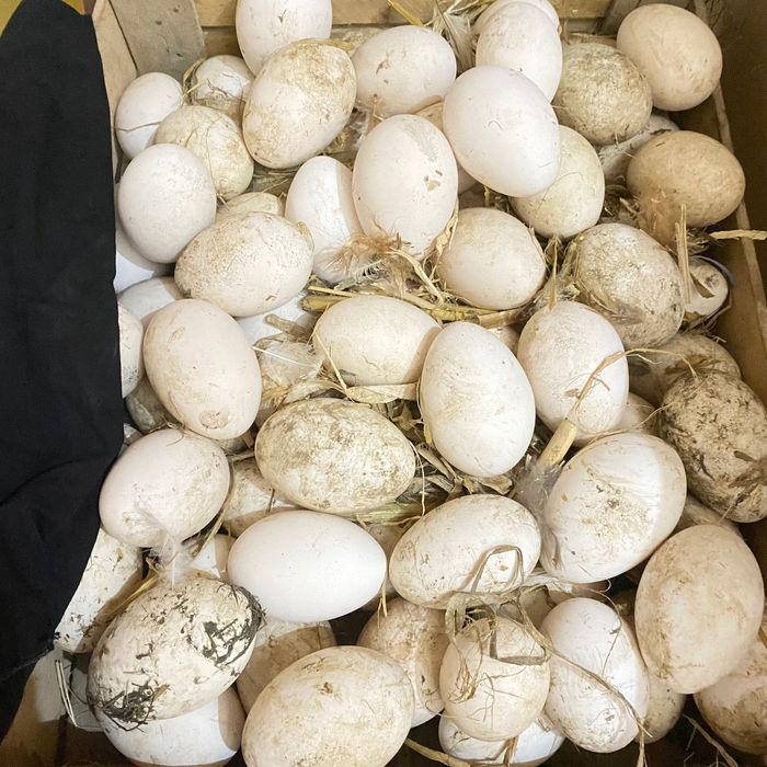 uruglangan g’oz tuxum bor.(inkubator ) Kuniga 25/30  ta YANGIYUL