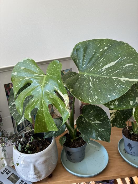 Монстера делисиоза thai constellation тайландско съзвездие monstera deliciosa делисиоза