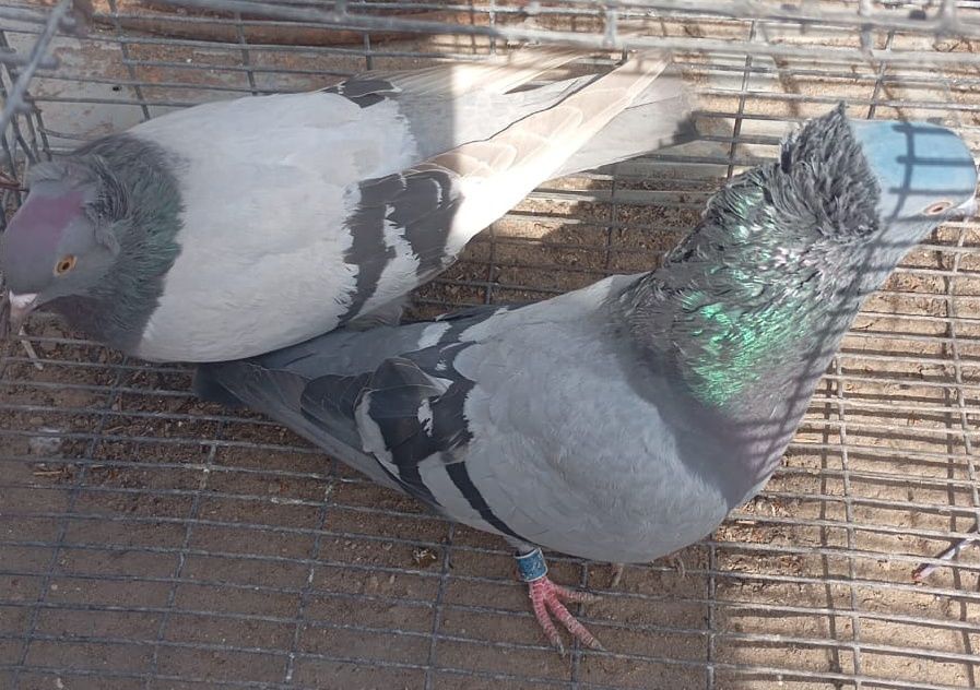 Летно игровые голуби
