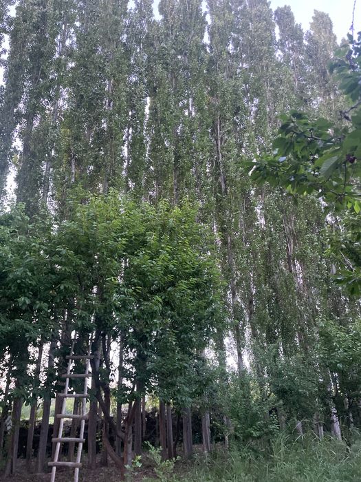 Trees for money paid