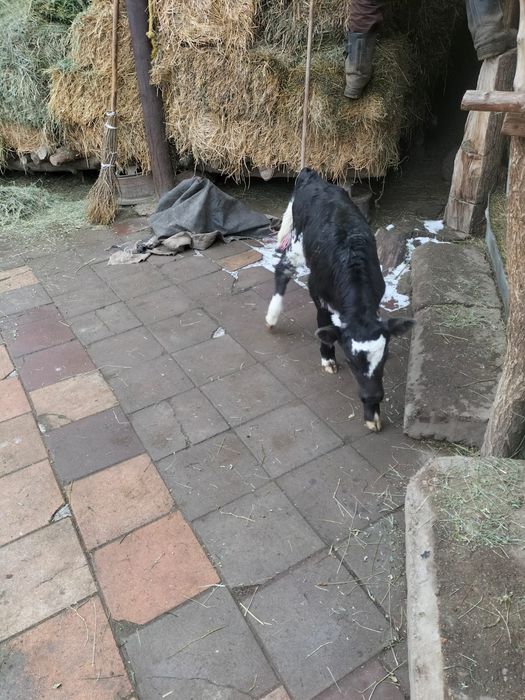 Продам телёнка бычка