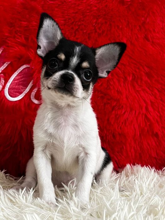 Чихуахуа кукольный мальчик