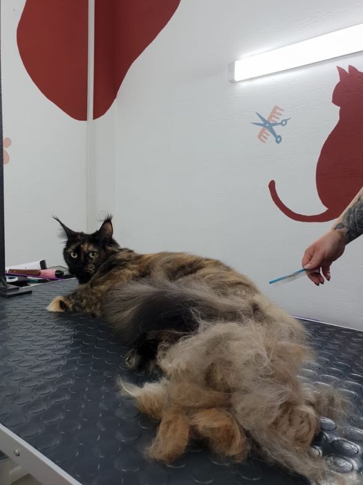 Мейн Кун полидакт