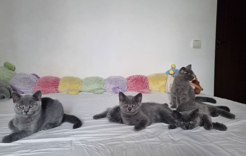 Puiuți de pisică