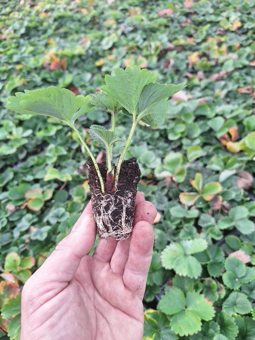 ПРОДАЖБА НА РАЗСАД – БОРОВИНКИ И ЯГОДИ,  Малки боровинки- изгодно