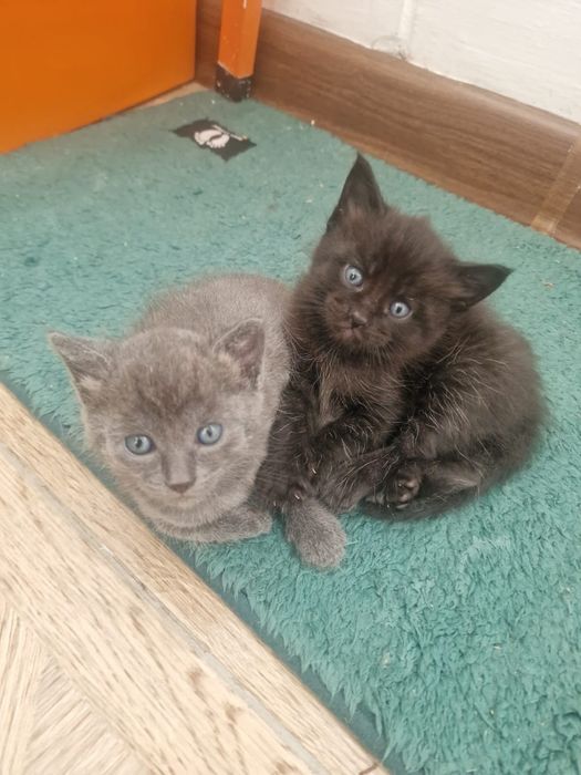 Отдам котят в добрые руки