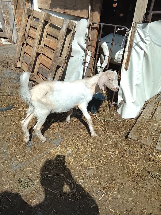 Продам козликов на племя.