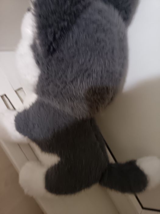 Собачка игрушка хаски