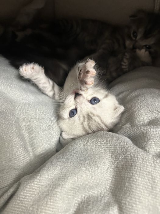 Scottish Fold және Straight котяттар