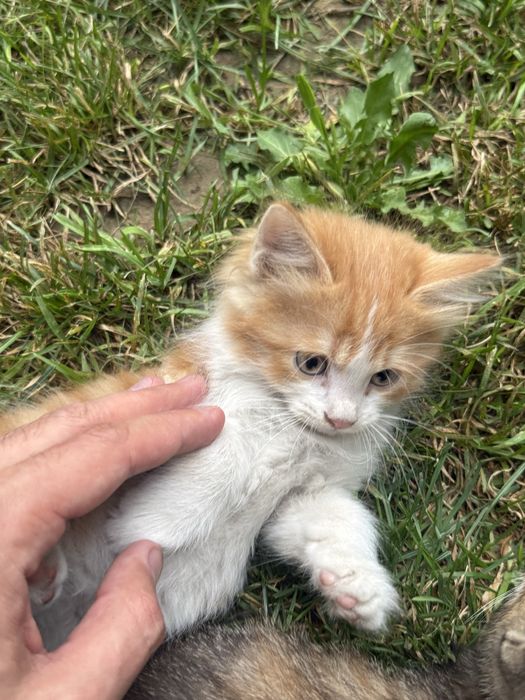 Отдам даром котят в хорошие руки