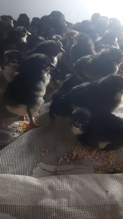 Qora Shaxzoda jojalari