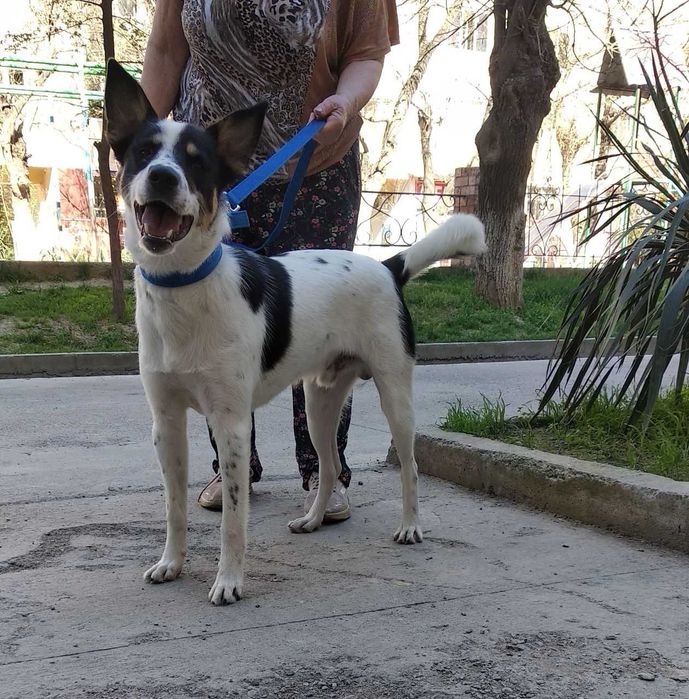 Собака в хорошие руки