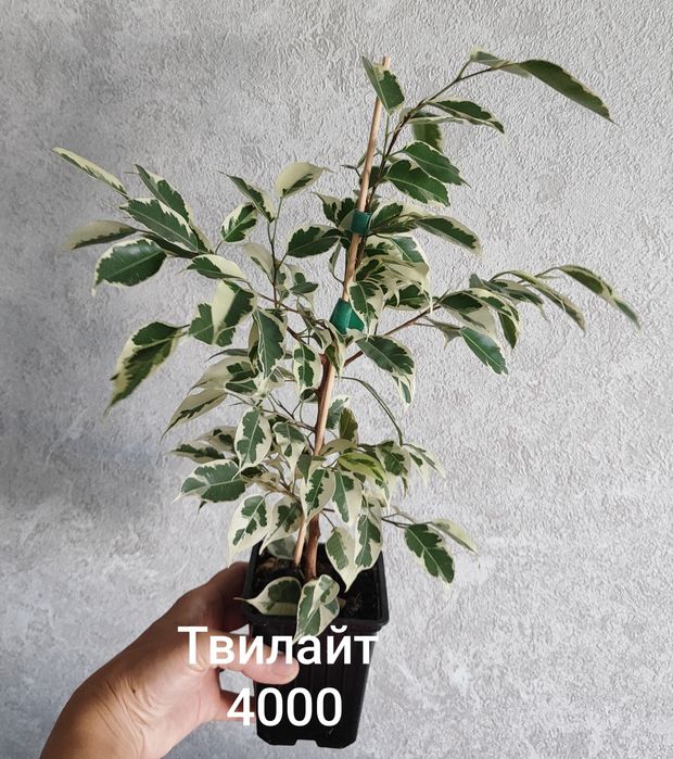 Продам фикусы сортовые от 2500тг