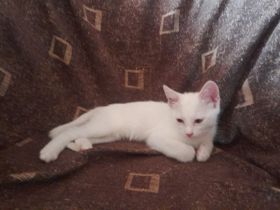 Ofer spre adoptie  o pisicuta