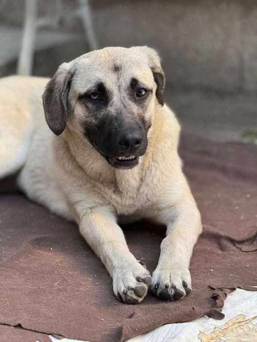 Подарявам младо женско куче