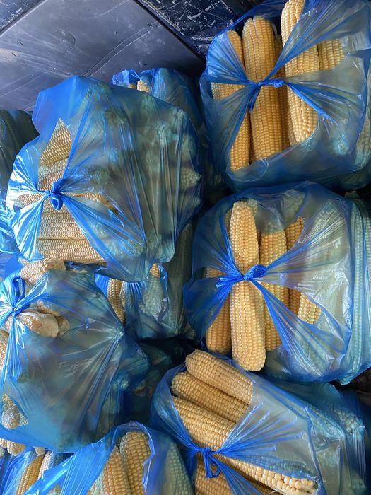 Joxori. макке .megaton .сладкая кукуруз . жухори