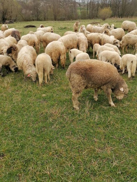 Oi de vânzare detalii la telefon