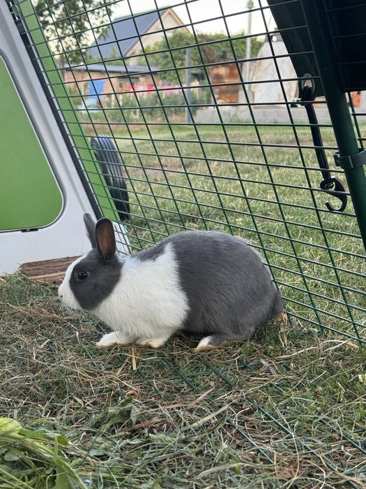Iepuri pitici olandez pitic