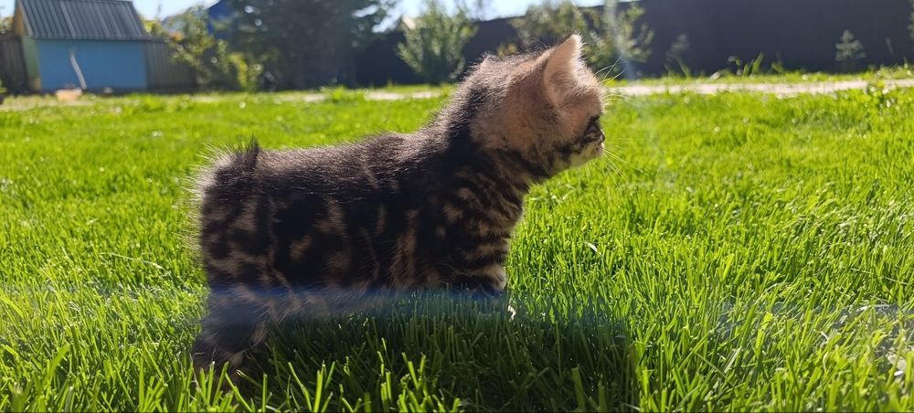 Продажа котёнок девочка родилась 31июля